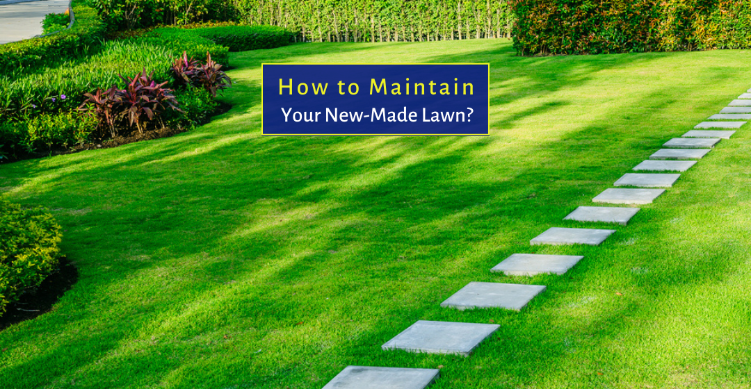 How to Maintain Your New-Made Lawn?